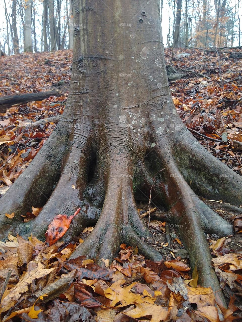 tree roots like webbed feet