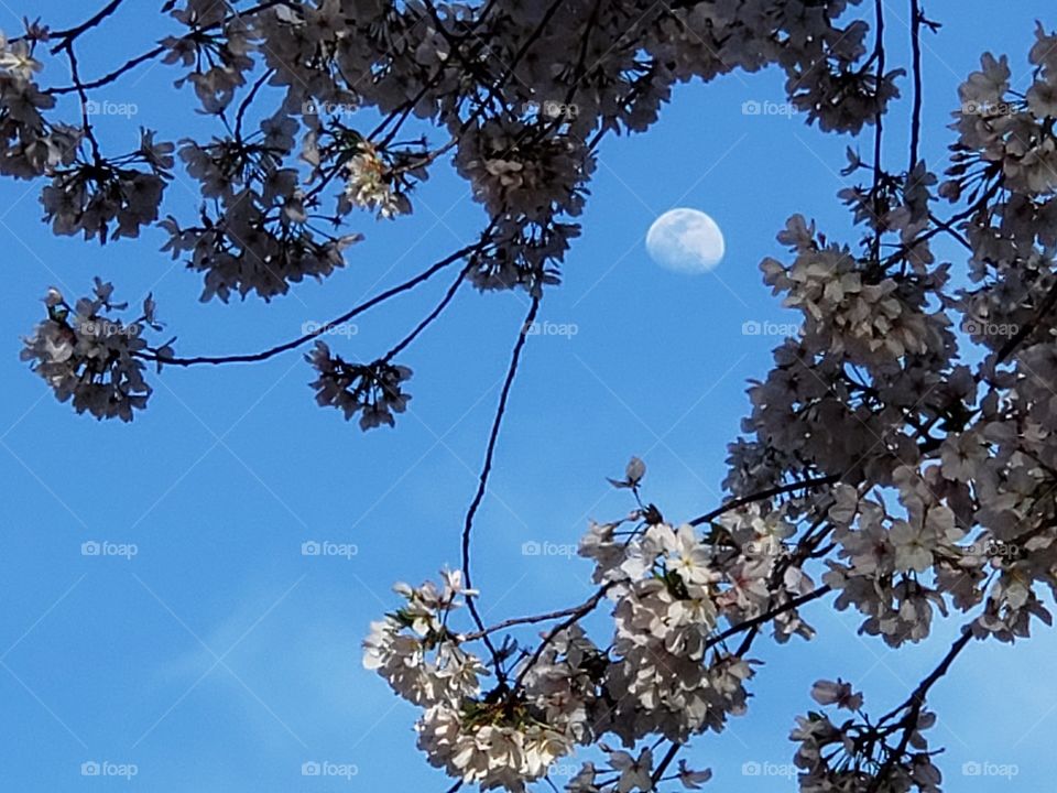 Cerry blossoms and moon