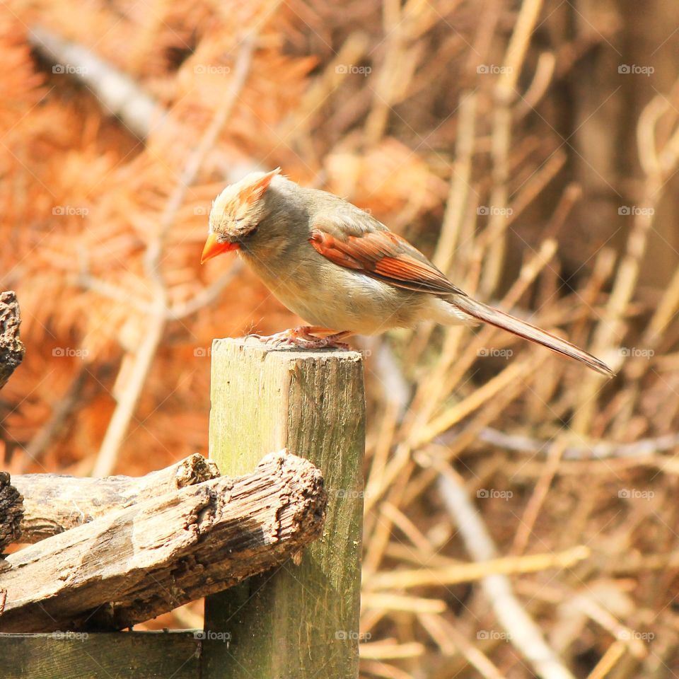 Female perched 