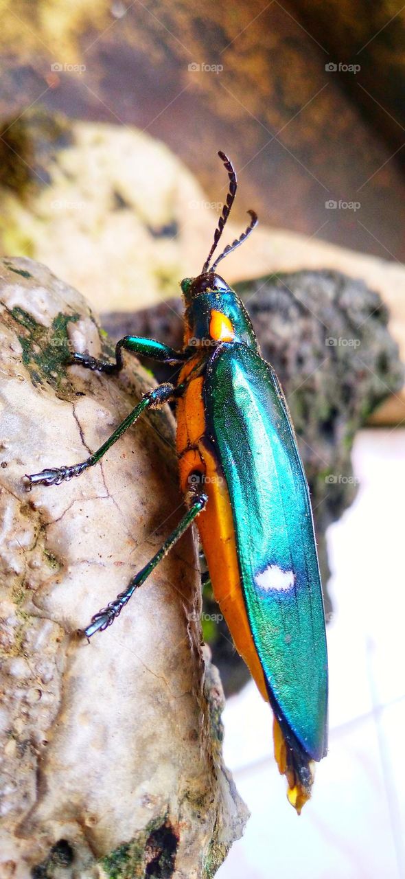 Gem beetles are often brightly colored and always have a hint of color usually on the underside.