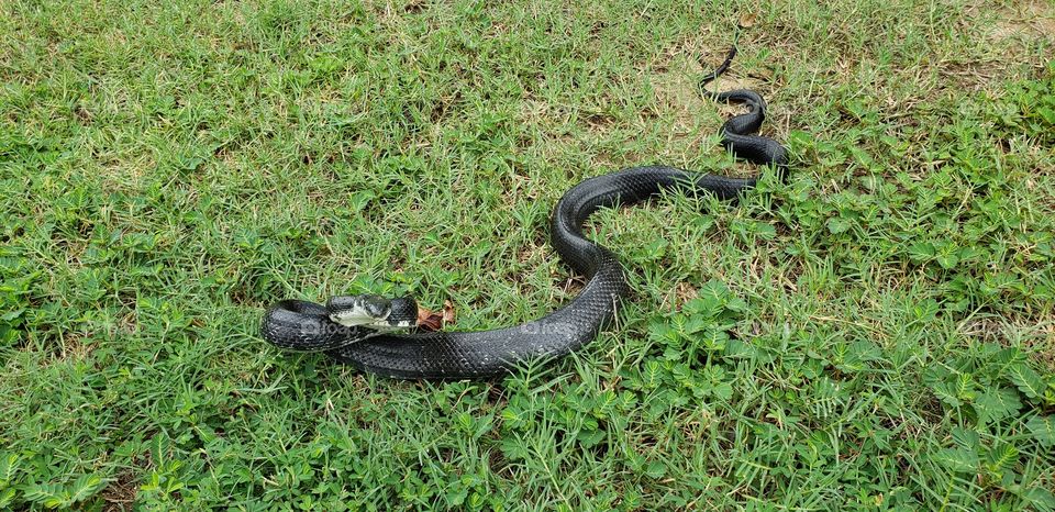 Coiled snake