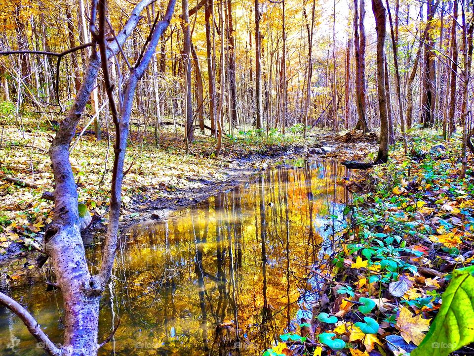 Fall reflection in the forest in Indiana 