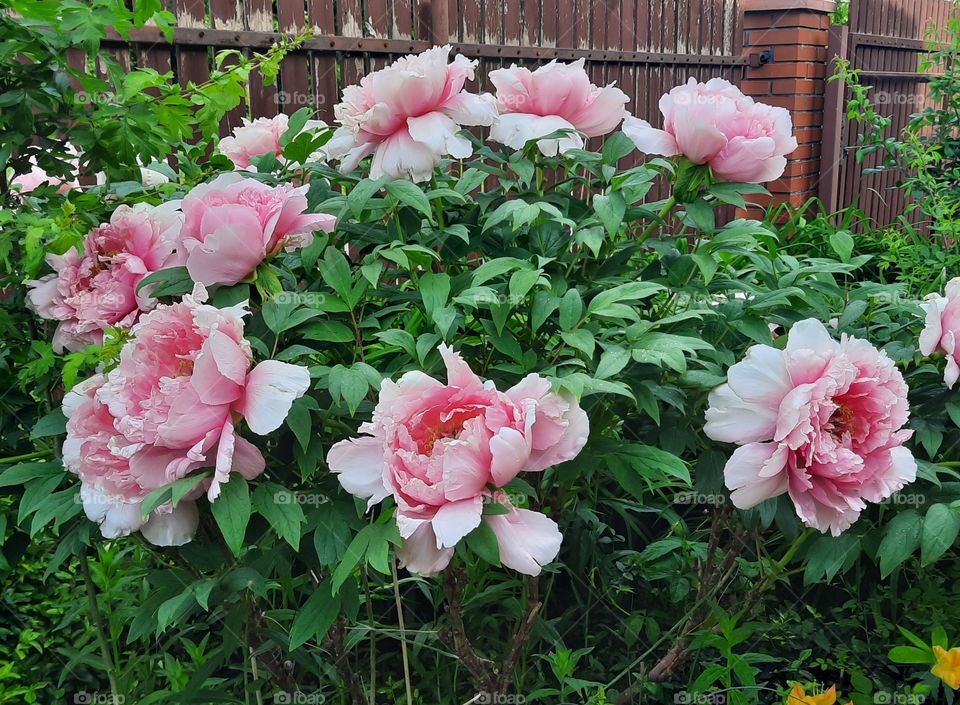 pink flowers of tree peony in spring