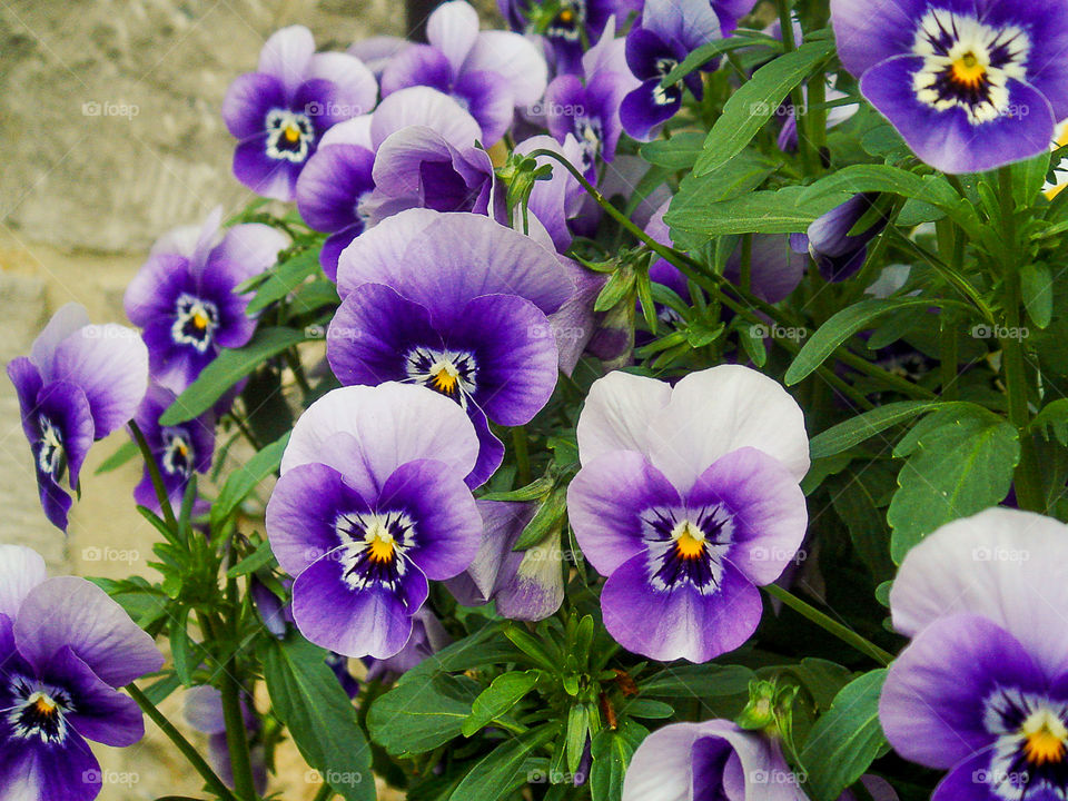 Purple pansy flowers