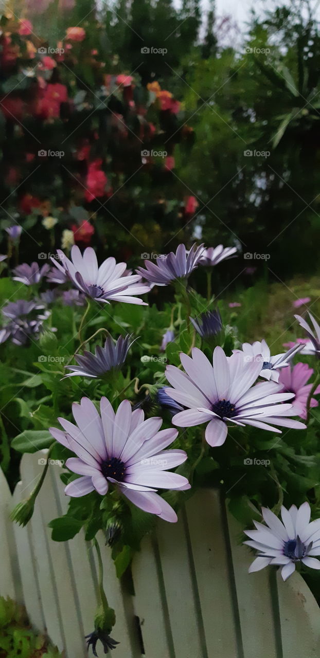 it smells like spring with the  Osteospermum barberiae