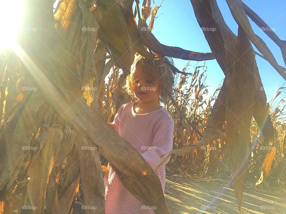 Cornfield in autumn light