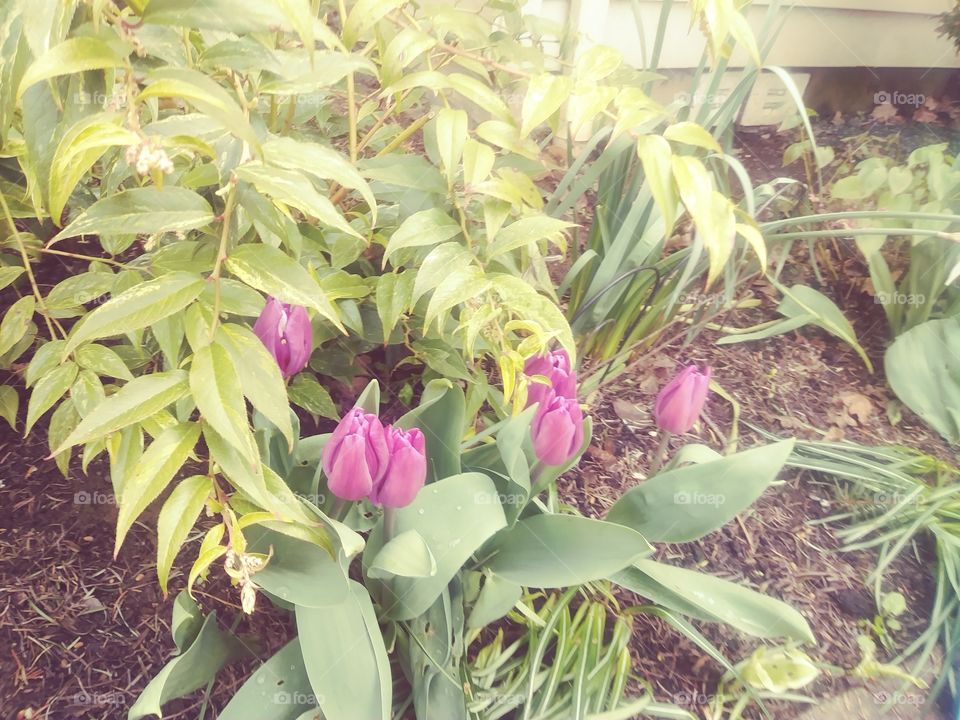 beautiful blooming pink tulips in the front flower bed.