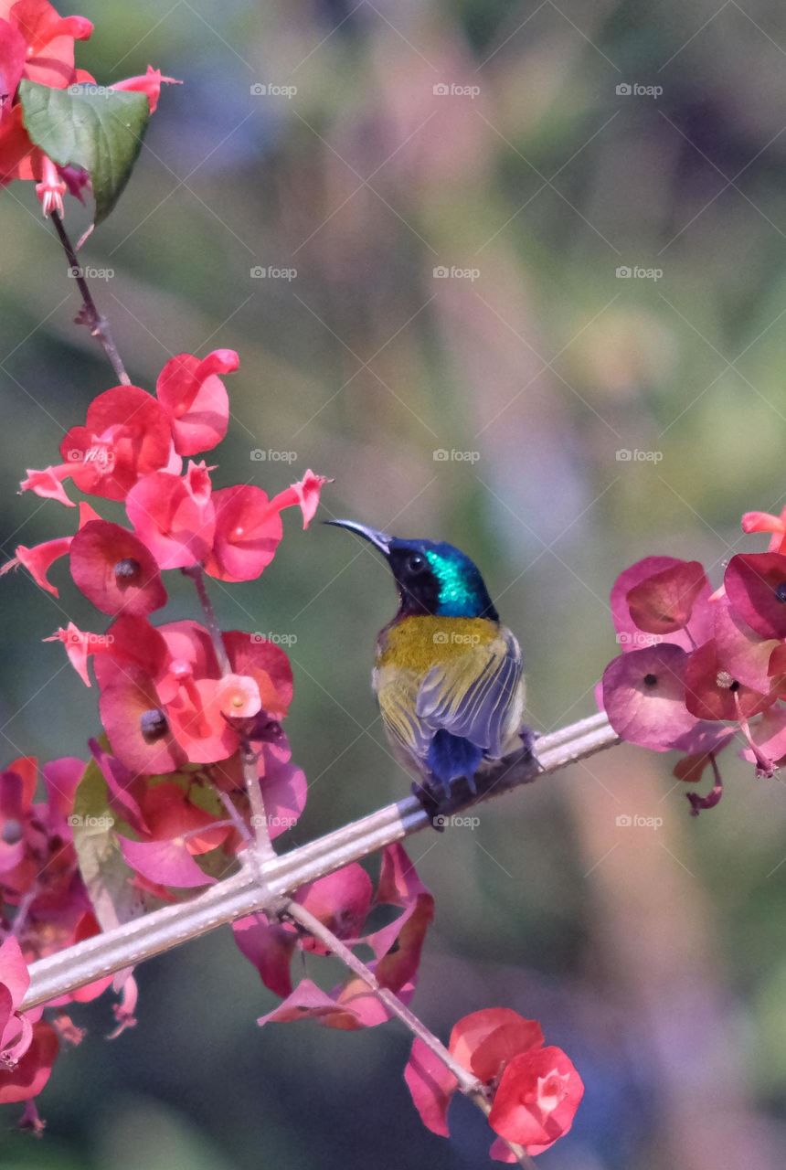 Fork-tailed Sunbird