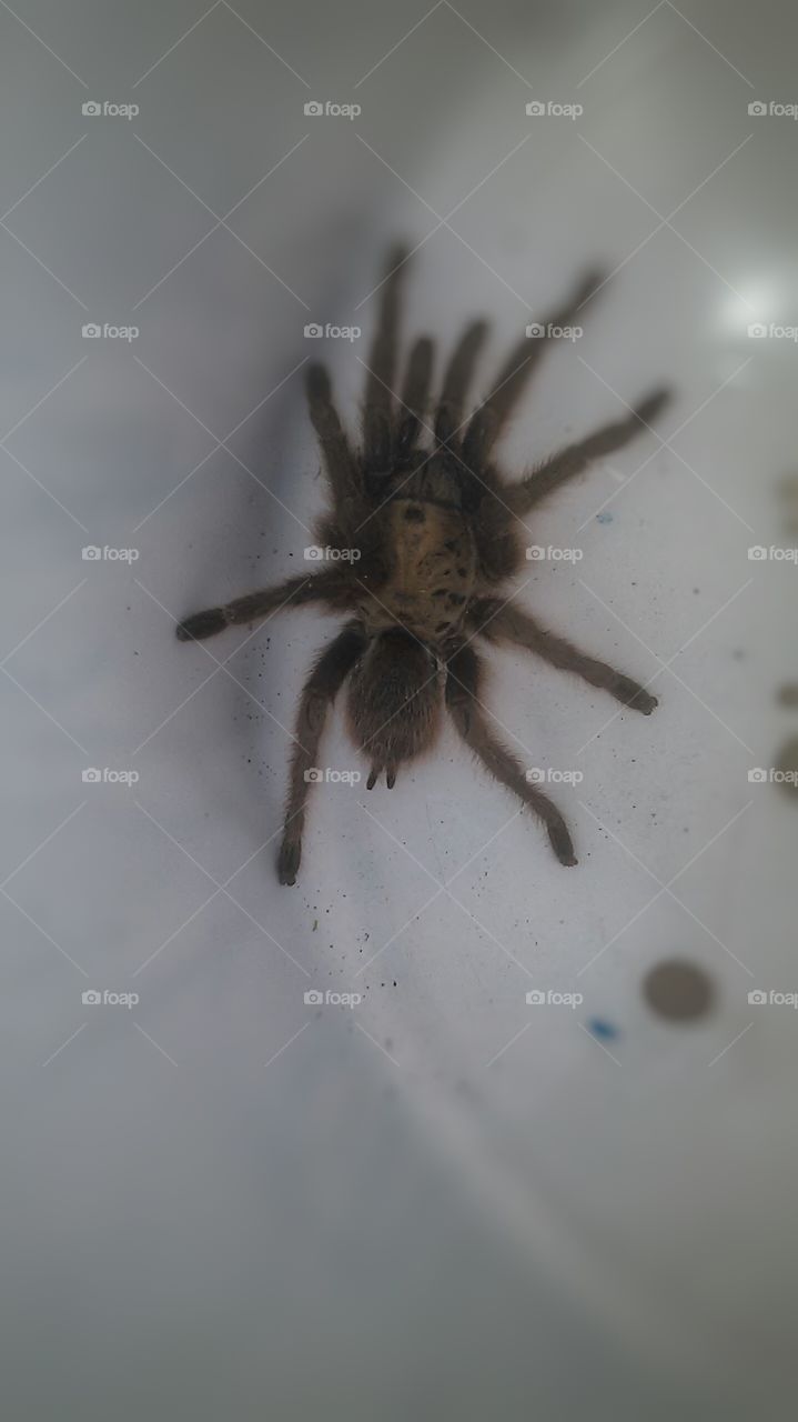 spider man 👨. This is a picture of a spider that I caught at work today