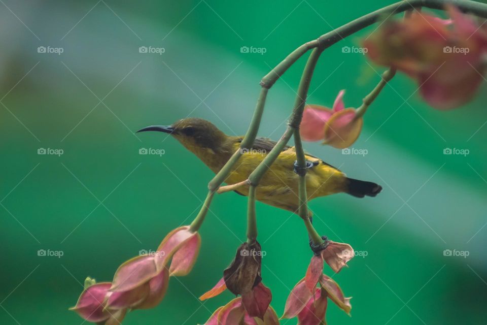 nectar bird