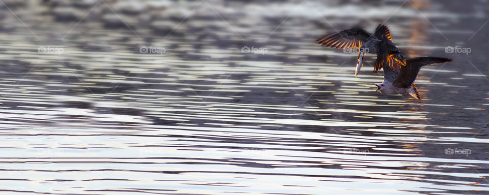 Seagulls fighting over a fish in the mediterranean sea