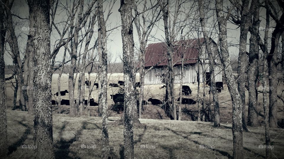 Vintage barn and cows