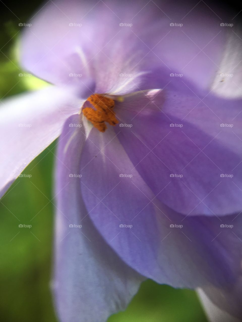 Closeup in lavender