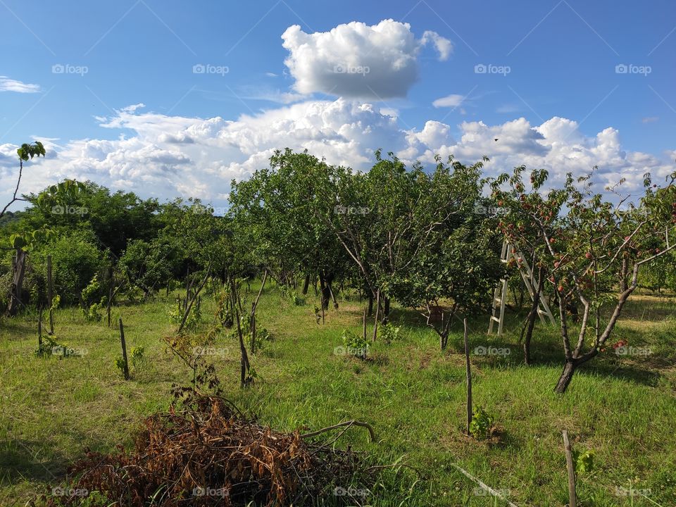 Orchard springtime Smederevo