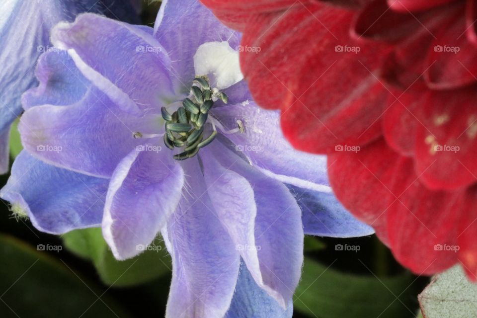 Sweet close up flowers