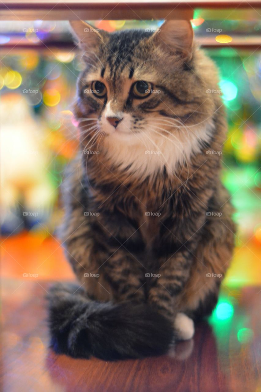 Christmas cat