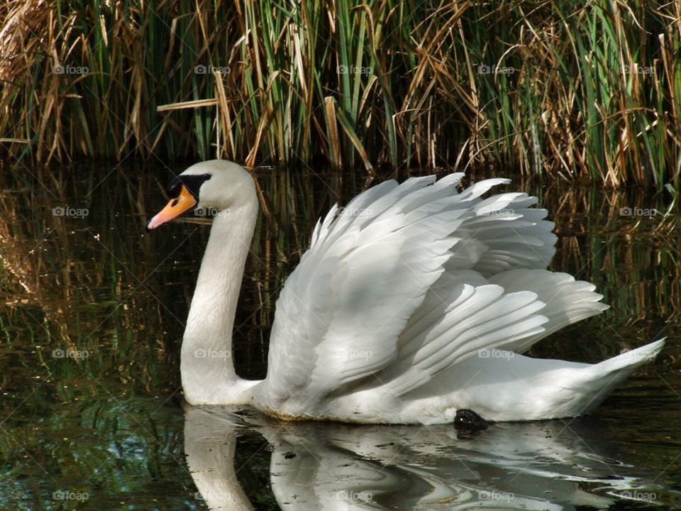 swan river bird by SirBluto