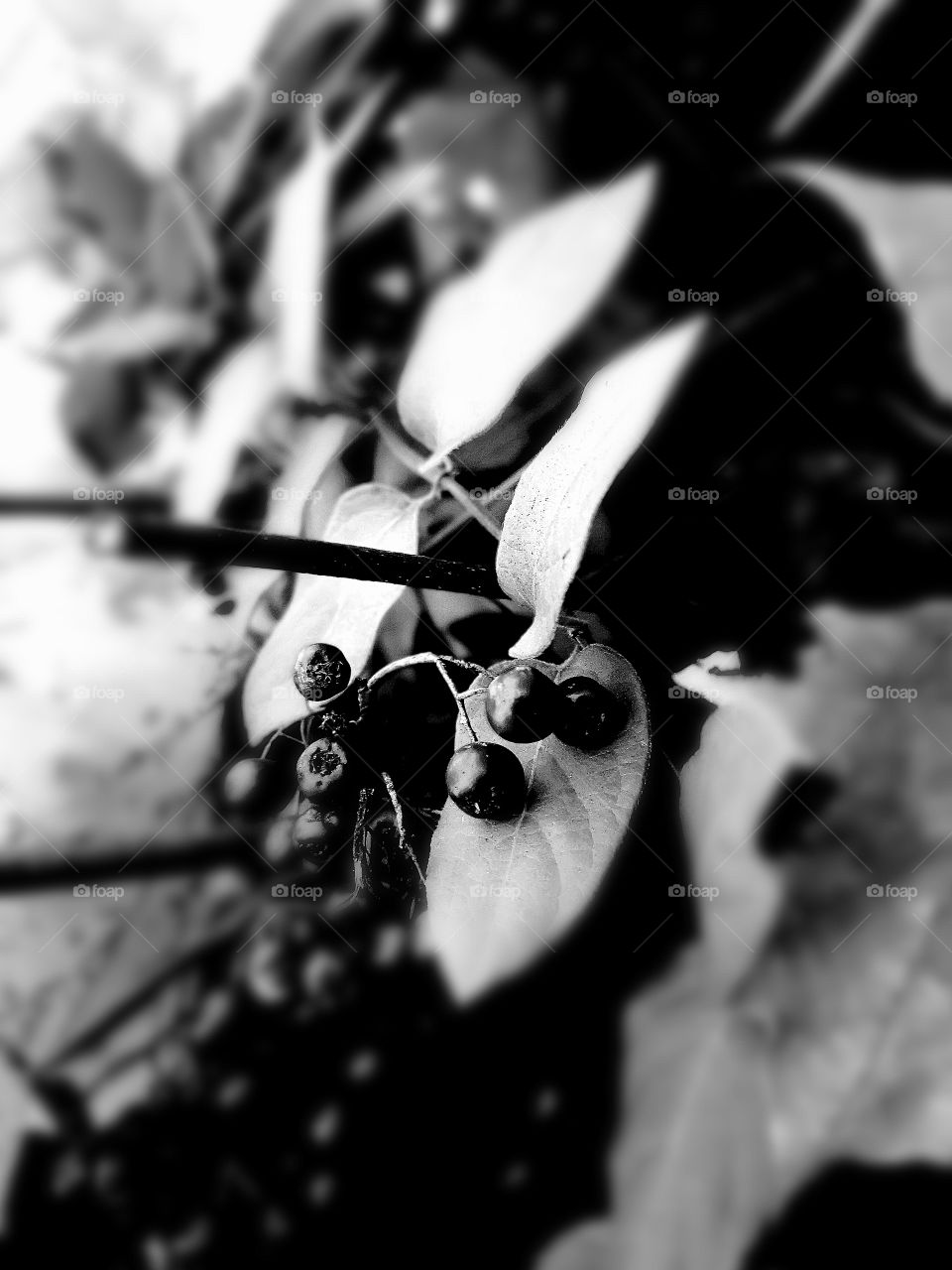 10-11-18 Black and white pic nature