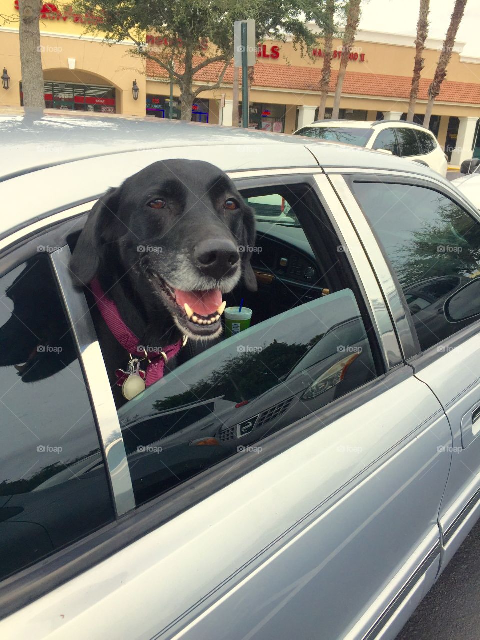 Black Labrador dog sticking head out of parked car