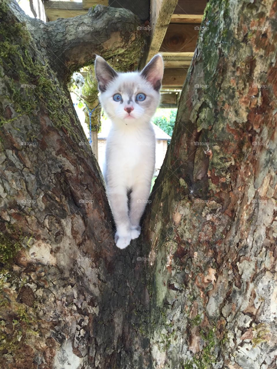 Scout 'scouting' in the tree!
