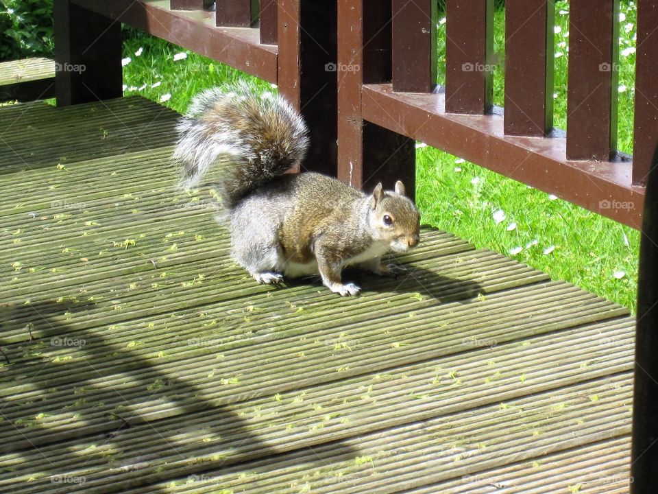 Squirrel on the decking