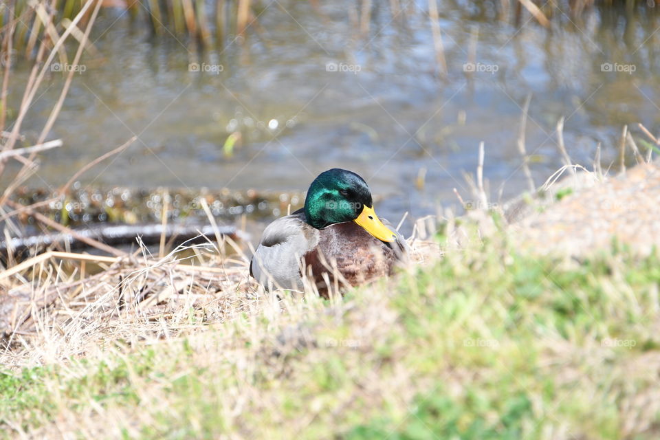 Sleeping mallard duck