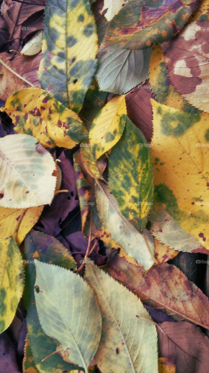 Leaf, Fall, No Person, Nature, Texture