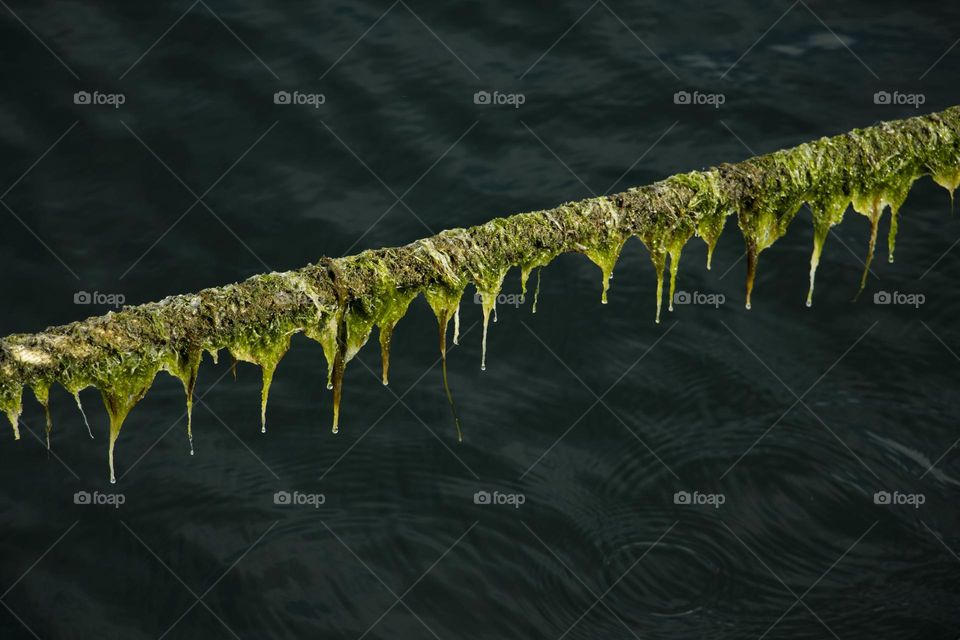 Algae rope