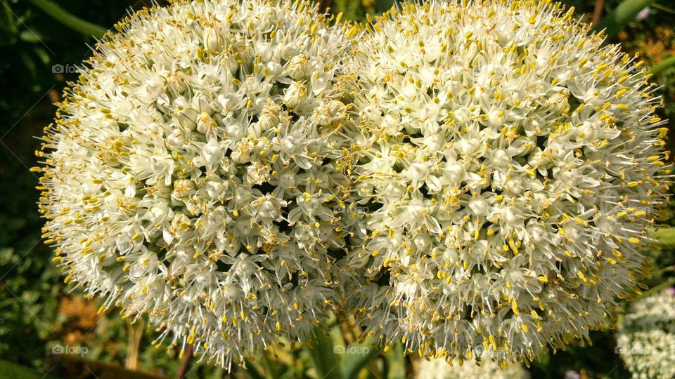 flor cebolla