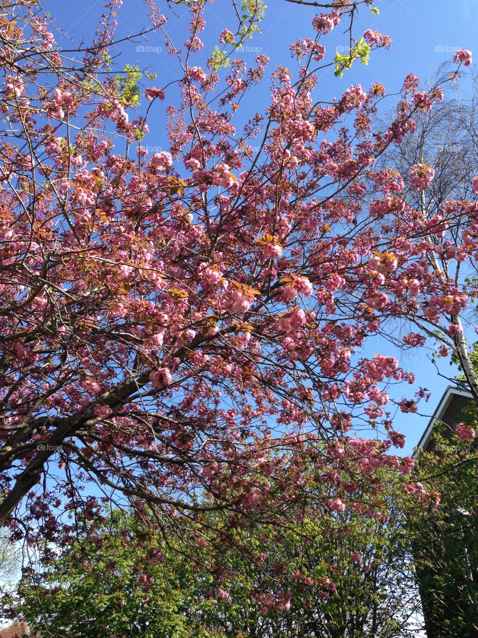 Blooming flowering tree. Pink flowers on the tree