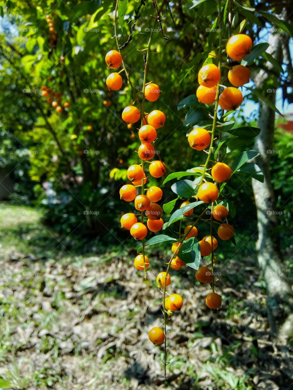fruit,Melientha suavis Pierre