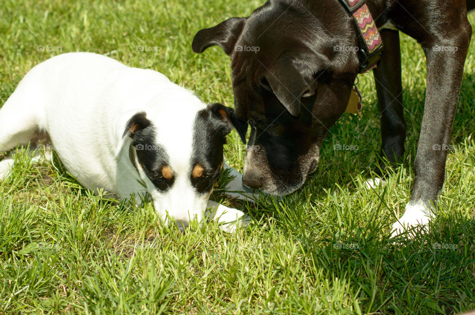 Two cute dog friends playing and laying down in the grass together on a summer day conceptual animal behavior and pet photography 