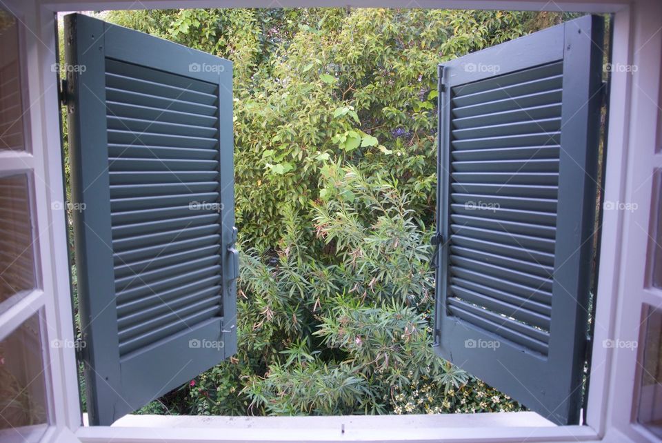 Peeking out window and shutters to trees