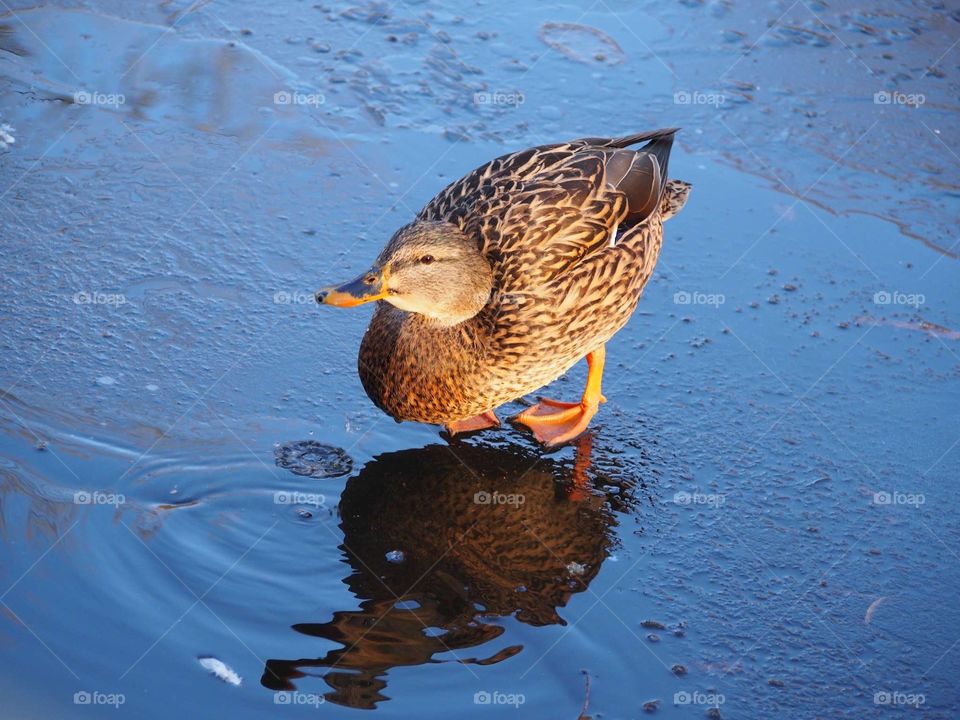 Duck on the ice