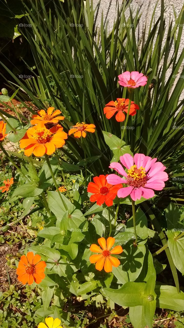 A #inspiração vem da beleza das suas #cores!
🌸🏵💮
#nature #FOTOGRAFIAéNossoHOBBY #flores #SerraDoJapi