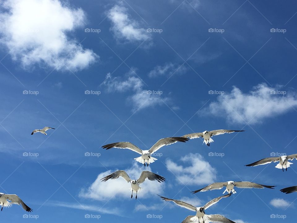 Birds 