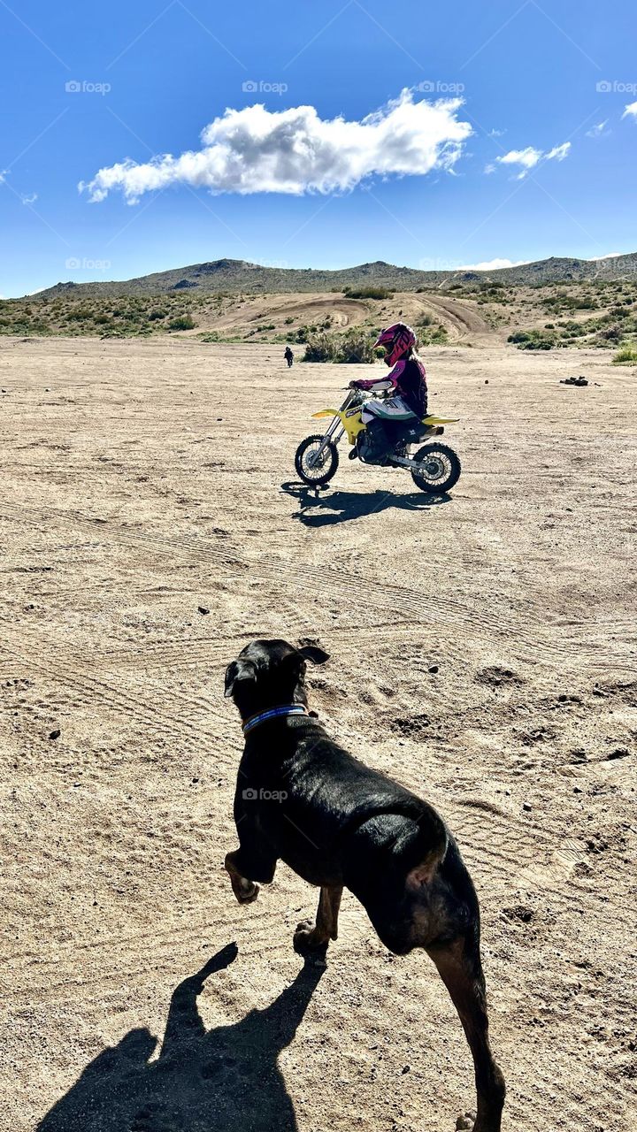 Tripod rottie running with the wind 