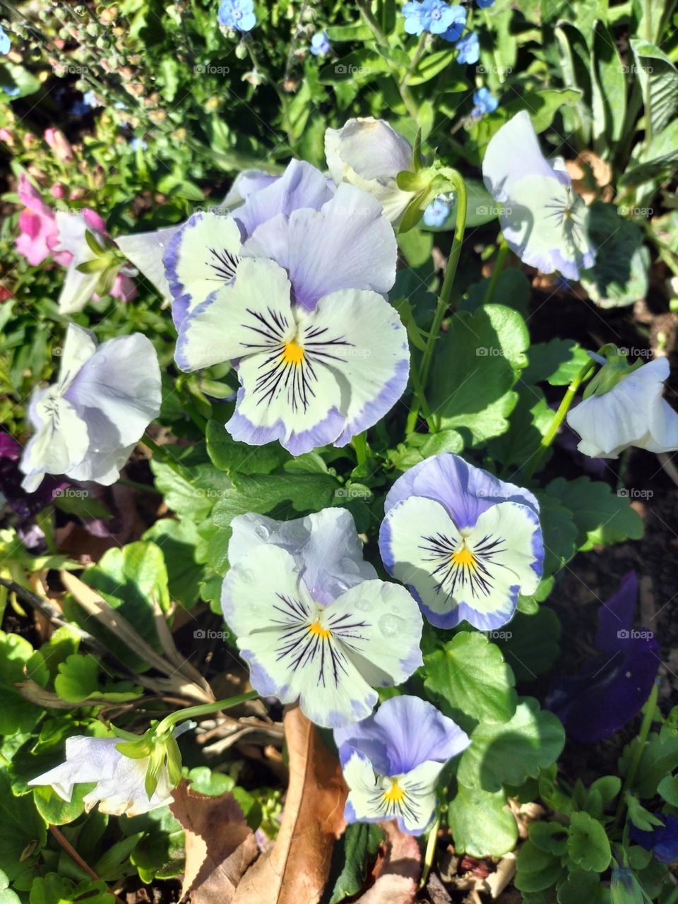 flower growth