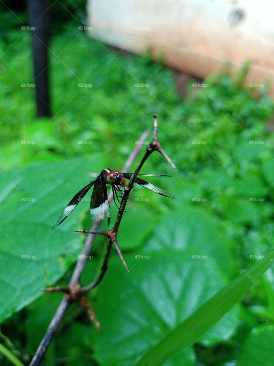 Neurothemis tullia insect on the stick looking front side black and white wings beautiful green background nature wildlife photography animal themes