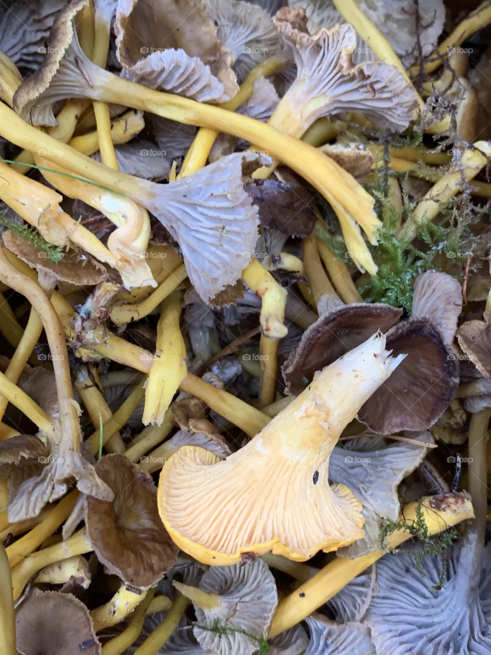 Mushroom