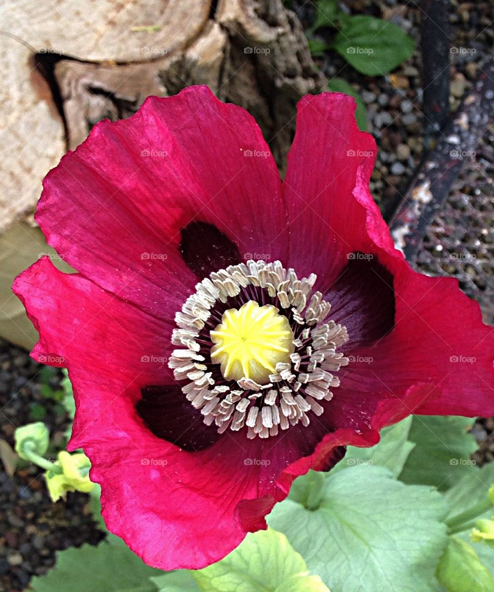 Opium poppy