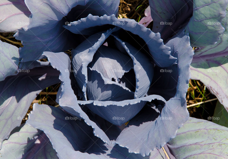 Detail of a cabbage in a field