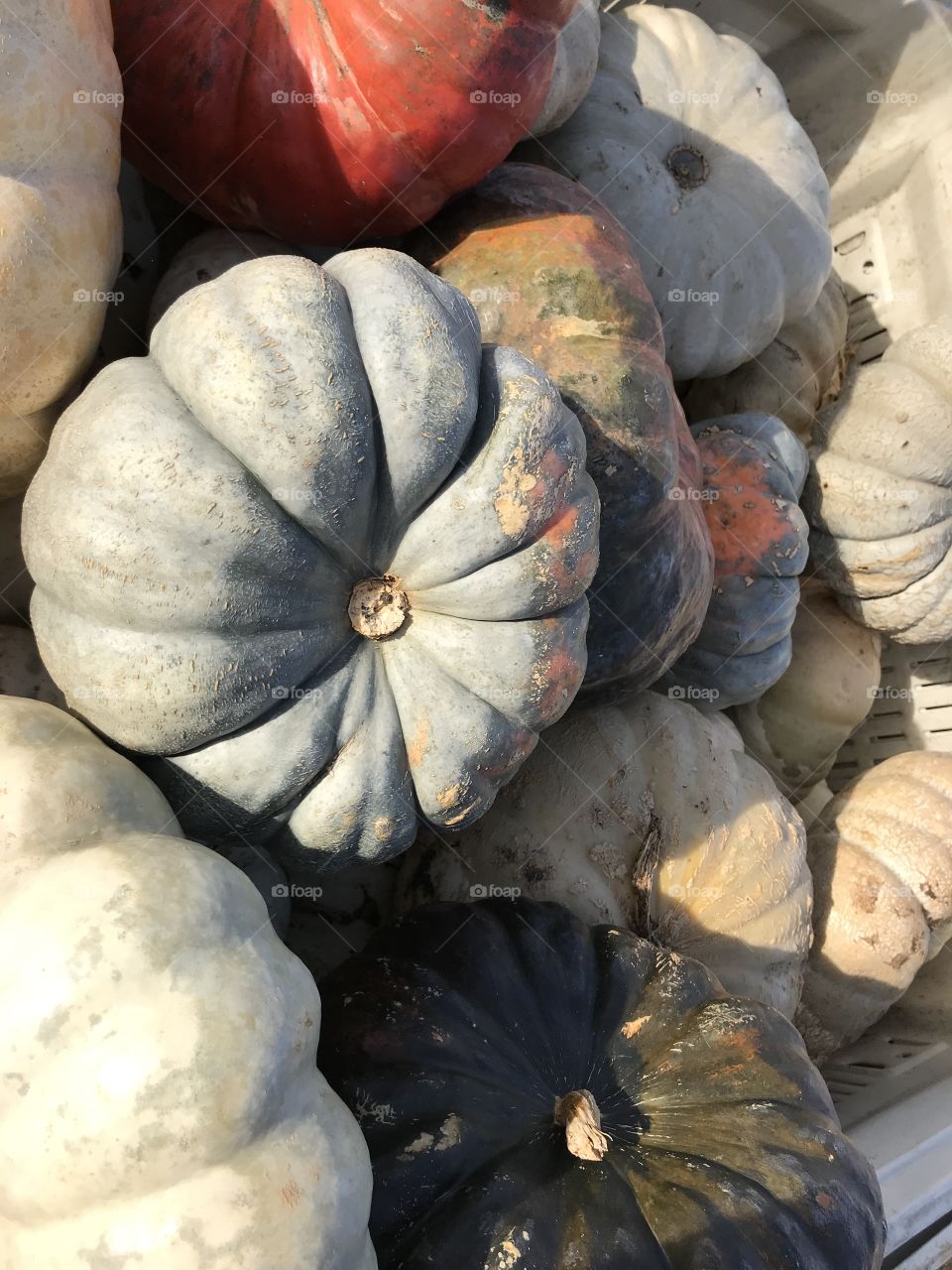 Many types of pumpkins 