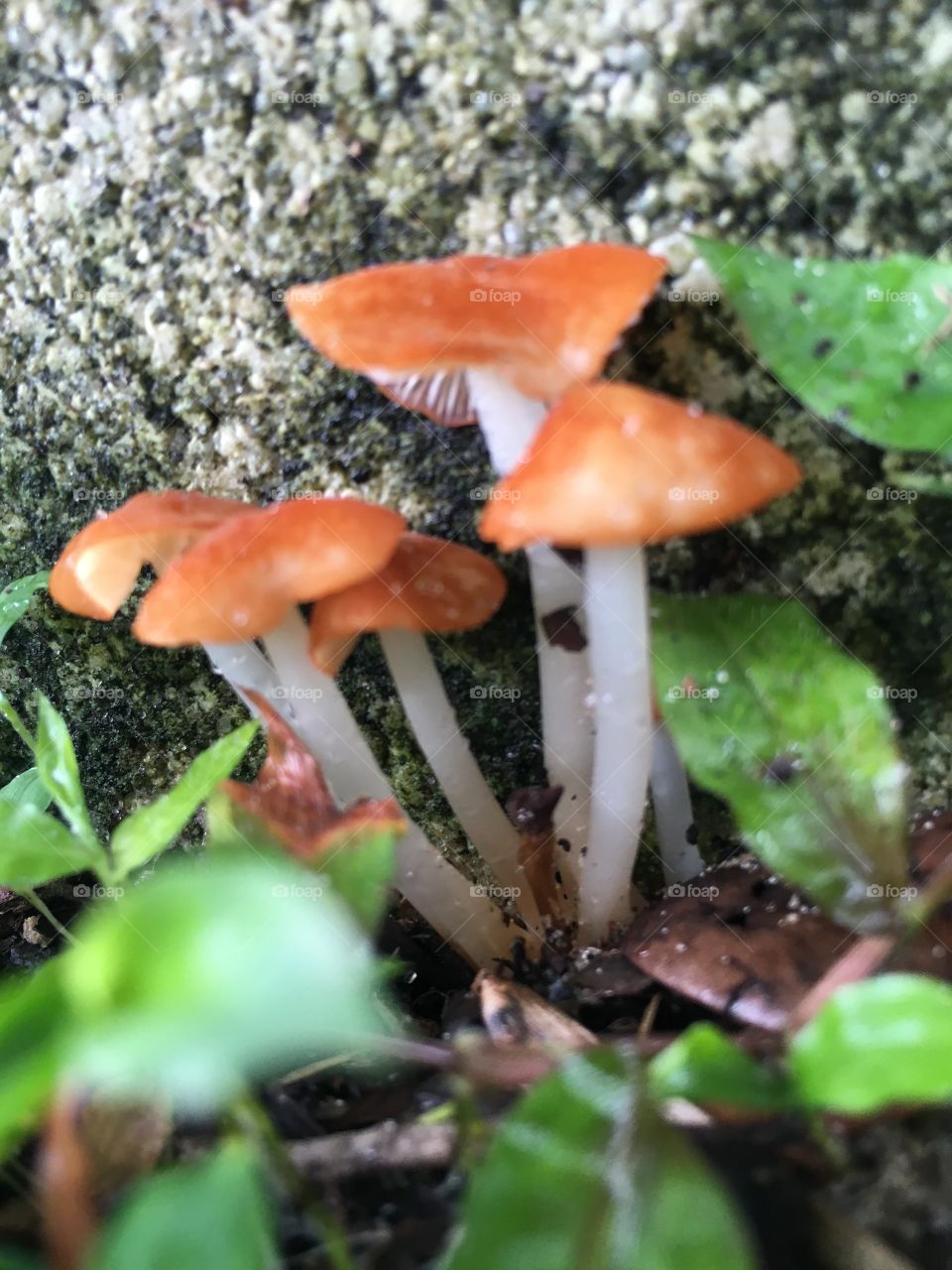 Group of fungi mushrooms 🍄