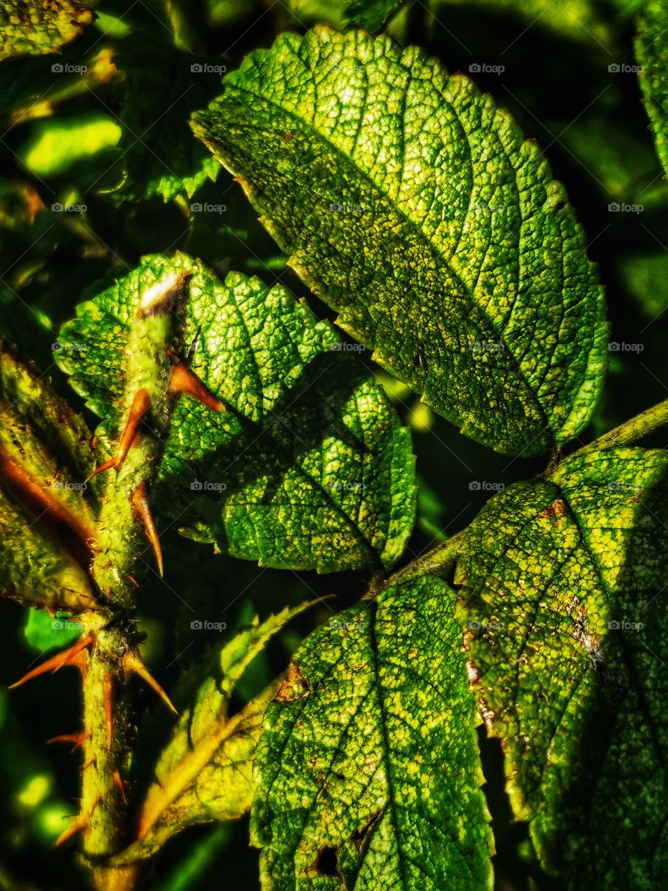 Plants green day forest