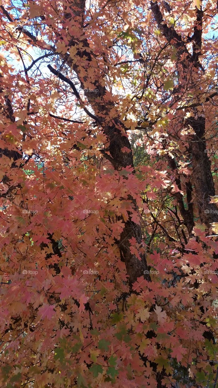 Leaf, Fall, Tree, Nature, Season