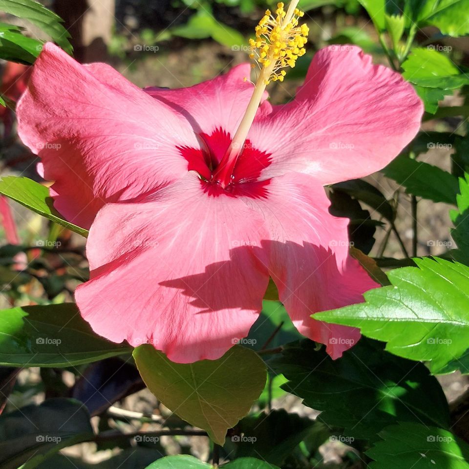 Pink hibiscus from my garden