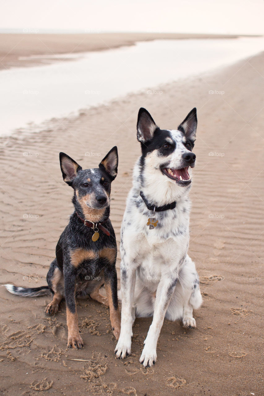 Dog, Canine, Pet, Mammal, Animal