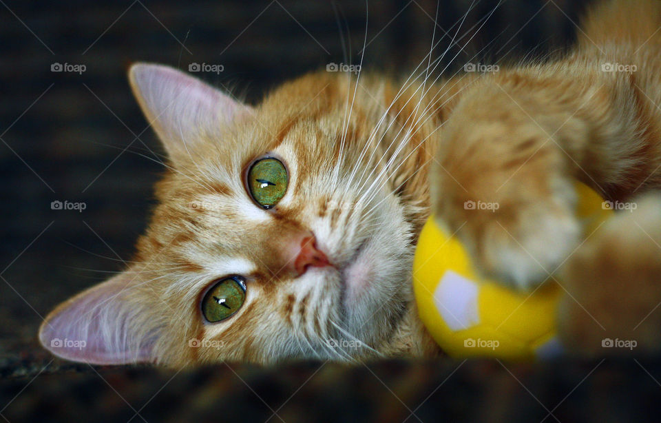 Ginger cat is playing with a ball