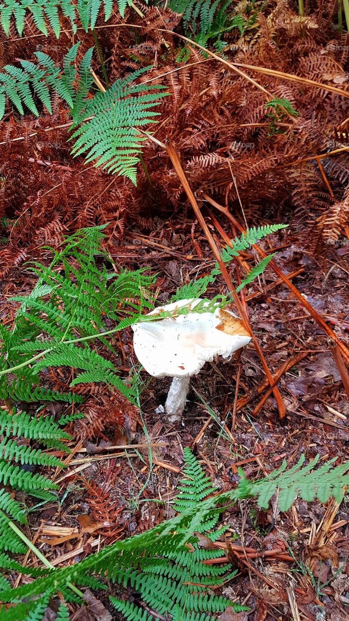 A white mushroom in the middle of green and brown ferns in the Landévant forest, in Brittany